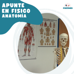 FICHAS EN FÍSICO ANATOMÍA