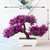 BONSAI ARTIFICIAL - comprar online
