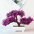 BONSAI ARTIFICIAL - comprar online