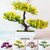 BONSAI ARTIFICIAL - comprar online