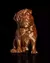 Pug - FM 3D Studio