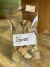 Ervas Pacote Aprox 10Gr - comprar online
