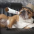 Brinquedo engraçado do luxuoso do charuto para animais de estimação, fumo grande, Squeak, cigarros falsificados, mastigação do cão, jogo interativo do molar, brinquedo resistente à mordida - comprar online