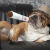 Brinquedo engraçado do luxuoso do charuto para animais de estimação, fumo grande, Squeak, cigarros falsificados, mastigação do cão, jogo interativo do molar, brinquedo resistente à mordida - loja online