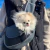 Imagem do Viagem ao ar livre Dog Shoulder Bag, Pet Puppy Carrier, Mesh Oxford, Single Comfort Sling Bolsa, Tote Pouch, S, L