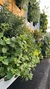 Jardín Vertical Chico PVC XYPNA - ¡Tu Huerta Aromática! en internet