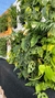 Jardín Vertical Grande PVC XYPNA - ¡Muro Verde Deslumbrante! en internet