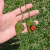 Chaveiro Jardim - comprar online