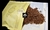 TABACO VAN HAASEN VAINILLA 30gr - HOOKS