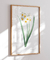 Narcisos - loja online