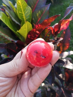 Candy balm hidratante labial Vivai na internet