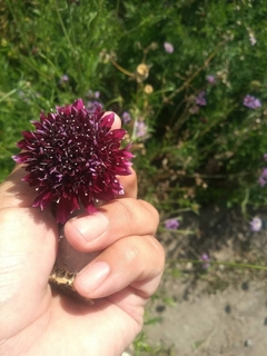 SEMILLAS DE SCABIOSA BORDO