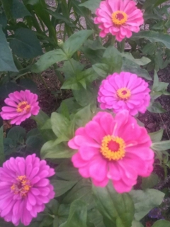 ZINNIAS