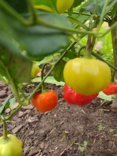 Aji campanita o boina de obispo - comprar online