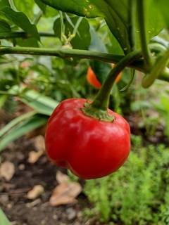 Aji campanita o boina de obispo