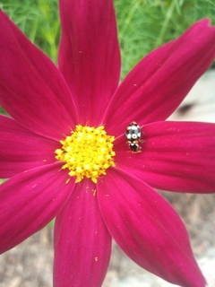 SEMILLAS DE COSMOS