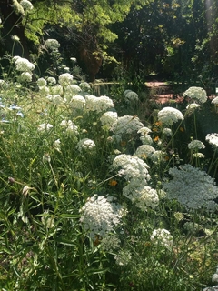 SEMILLAS DE DAUCAS CAROTA