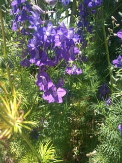 SEMILLAS DE DELPHINIUM, AJASIS O CONSUELDA