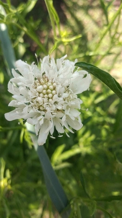 SEMILLAS DE SCABIOSA BLANCA