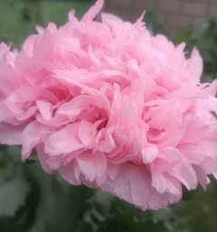 PAPAVER PEONIA ROSA