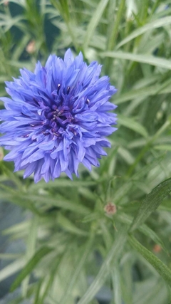 CENTAUREAS AZUL