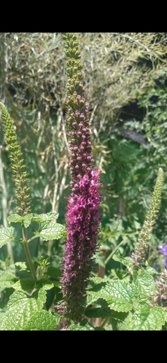SEMILLAS DE TEUCRIUM HIRCANICUM