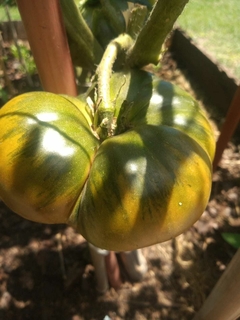 TOMATE HULK