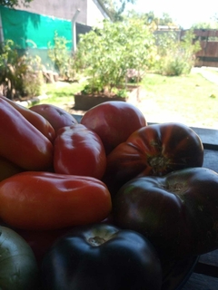 MIX DE SEMILLAS DE TOMATES