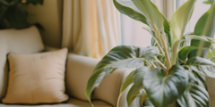 Banner de la categoría Plantas para sala