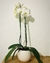 Orquidea blanca