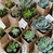 Suculentas para eventos (15 piezas)