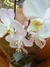 Orquidea blanca en internet