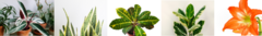 Banner de la categoría Plantas de interior o decorativas
