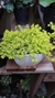 Crasa peluca maceta premium 8 - comprar online