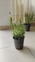 Lavanda Maceta S12