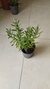 Lavanda Maceta S12 - comprar online
