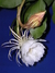 Dama de noche (Epiphyllum oxypetalum) maceta N° 12 - Tierra Viva