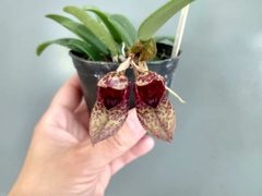 Bulbophyllum Frostii planta adulta no vaso