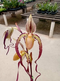 Paphiopedillum Sanderianum x Felipenense