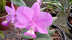 Cattleya Nobilior Tipo" D. Rafael Wenzel x Fatal Atraction