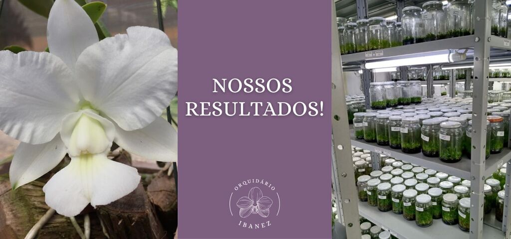 Imagem do banner rotativo 1