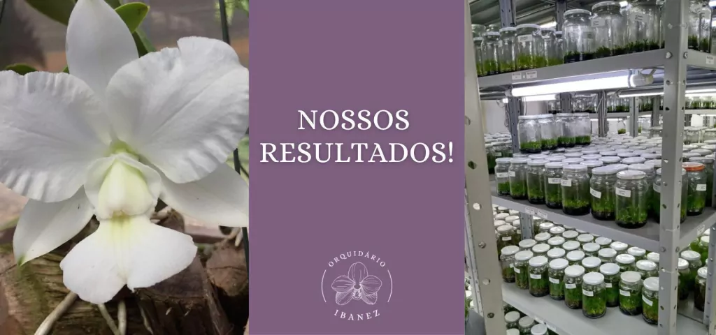 Imagem do banner rotativo 1