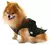 Terno - NOIVO - CÃOLOSSAL | Pet Store