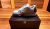 Zapatilla DC Shoes Command - tienda online