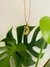 Collar Axolotl Dorado - Luna Amatista Joyería