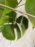 Aretes colibrí mini plata 925