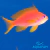 Anthia Dispar - comprar online