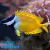 FOXFACE - comprar online