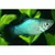 Platy Azul - comprar online