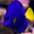 Purple Tang na internet